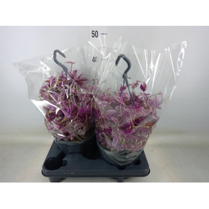 Tradescantia zebr. 'Pink Paradise'