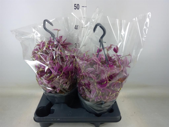 <h4>Tradescantia zebr. 'Pink Paradise'</h4>