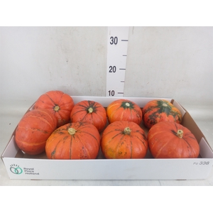Cucurbita