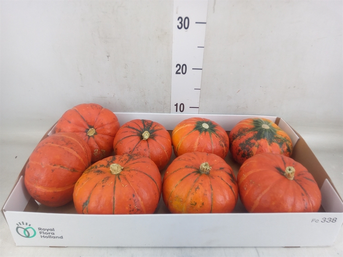 <h4>Cucurbita</h4>