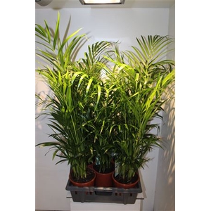 Dypsis Lutescens 15pp