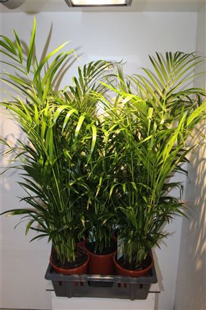 <h4>Dypsis Lutescens 15pp</h4>