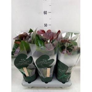 Anthurium andr. 'Essencia'