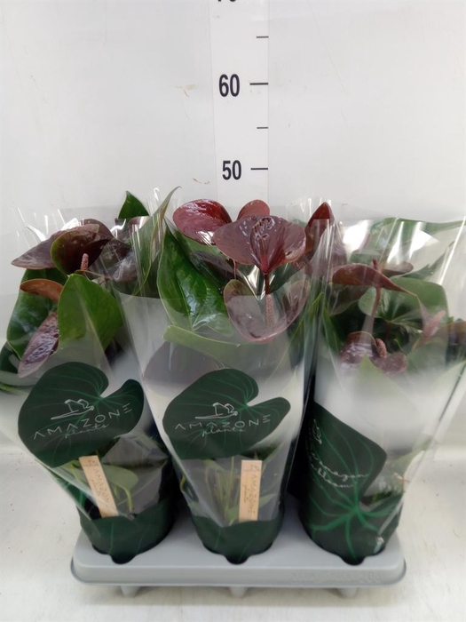 <h4>Anthurium andr. 'Essencia'</h4>