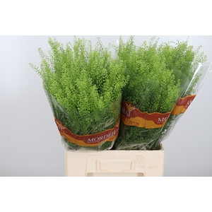 Lepidium Green Bell