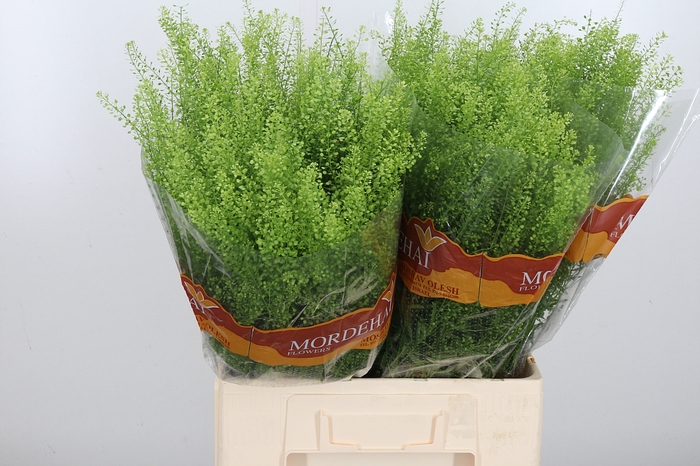 <h4>Lepidium Green Bell</h4>