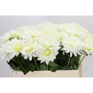 Dahlia Karma M. Zwaan