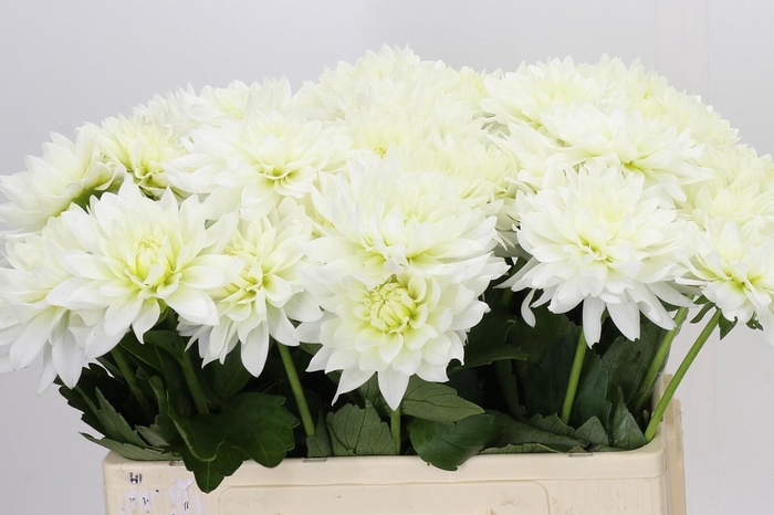 <h4>Dahlia Karma M. Zwaan</h4>