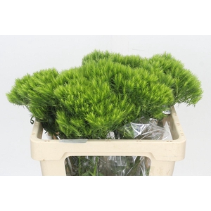 Dianthus Br Kiwi Mellow