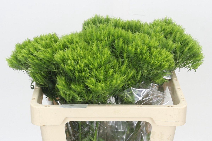 <h4>Dianthus Br Kiwi Mellow</h4>