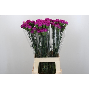 Dianthus St Tiepolo Fucsia