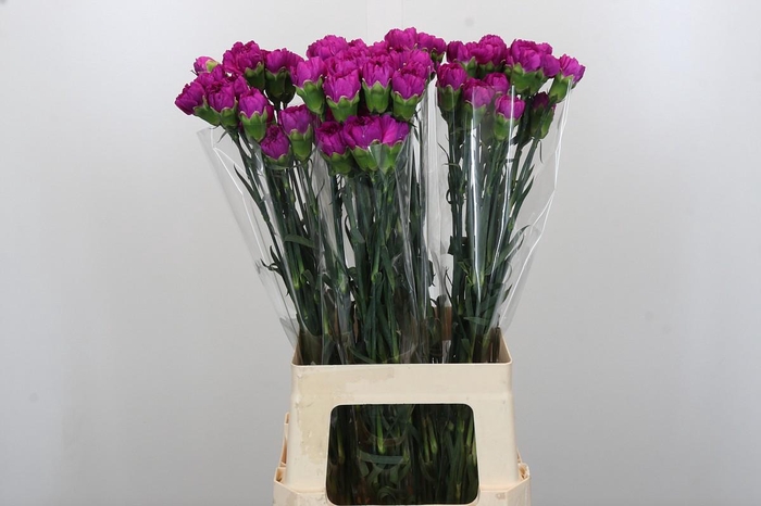 Dianthus St Tiepolo Fucsia