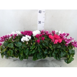 Cyclamen KL 'Verano'