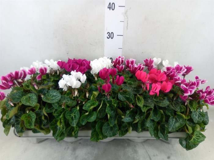 <h4>Cyclamen KL 'Verano'</h4>