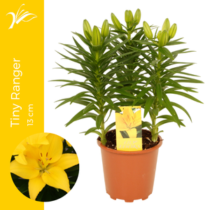 Lilium Tiny Ranger 13 cm (az. lelie)