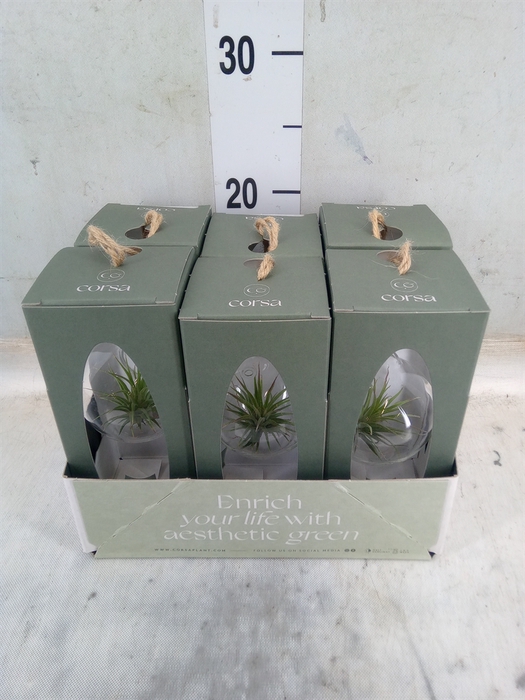 <h4>Arr.  Tillandsia L%</h4>