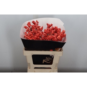 Ilex Wx Versillia Xl