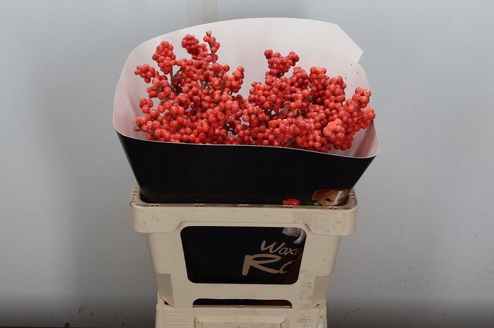 <h4>Ilex Ve Klb H</h4>