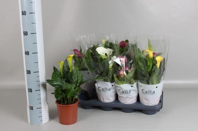 <h4>ZANT GEM 4 KL</h4>