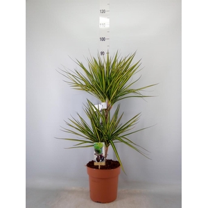 Dracaena marg. 'Sunray'