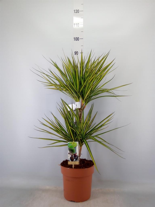 <h4>Dracaena marg. 'Sunray'</h4>