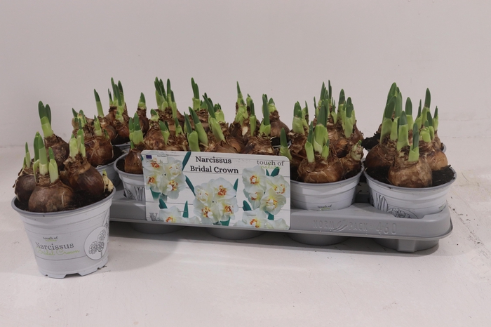 <h4>NARC D BRIDAL CROWN</h4>