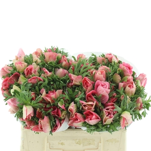 Anem Mistral Pink Super