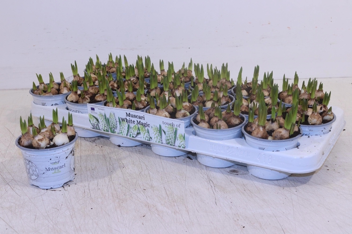 <h4>MUSCAR WHITE MAGIC</h4>