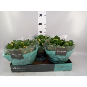 Kalanchoe blos.   ..rosebud mix/pot