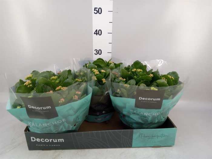<h4>Kalanchoe blos.   ..rosebud mix/pot</h4>