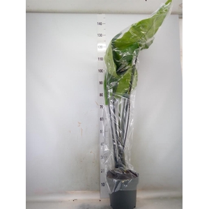 Alocasia zebrina 'Black Zebrina'