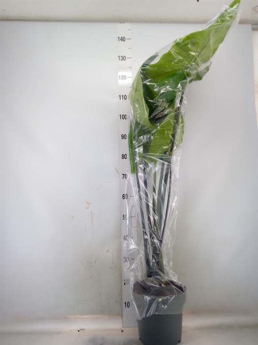 <h4>Alocasia zebrina 'Black Zebrina'</h4>