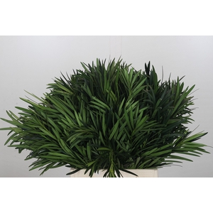 Podocarpus (Per Bunch)