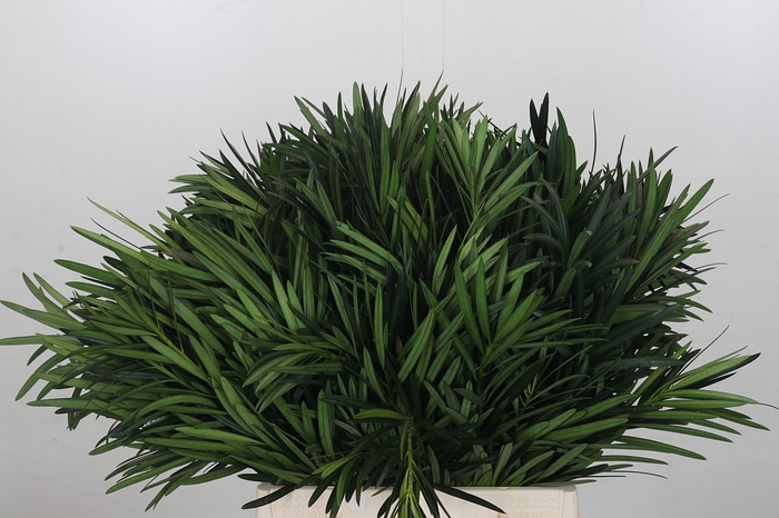 <h4>Podocarpus (Per Bunch)</h4>