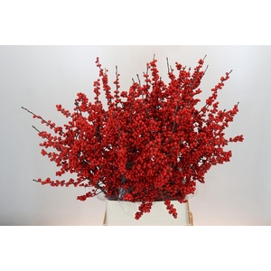 Ilex Rood