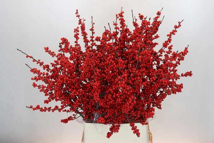 Ilex Rood
