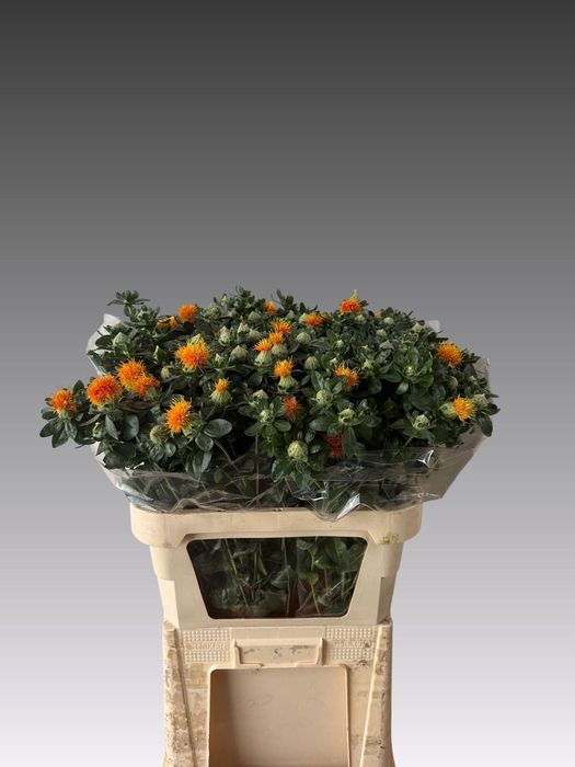 <h4>CARTH T ZANZIBAR</h4>