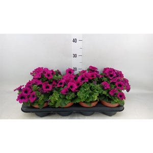 Petunia  'Sunpleasure Purple'
