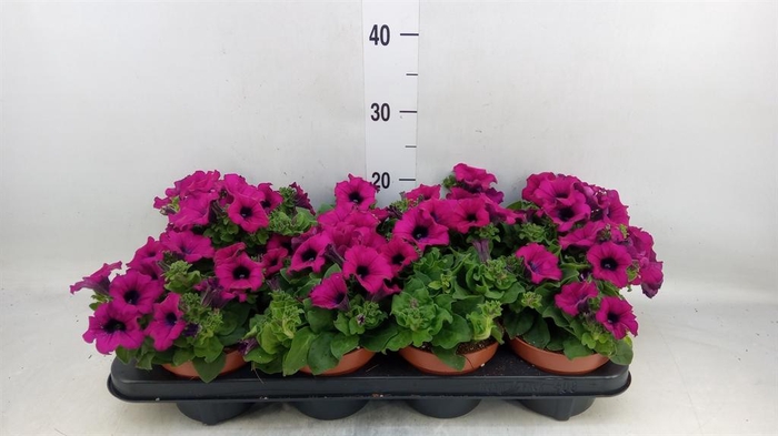 <h4>Petunia  'Sunpleasure Purple'</h4>