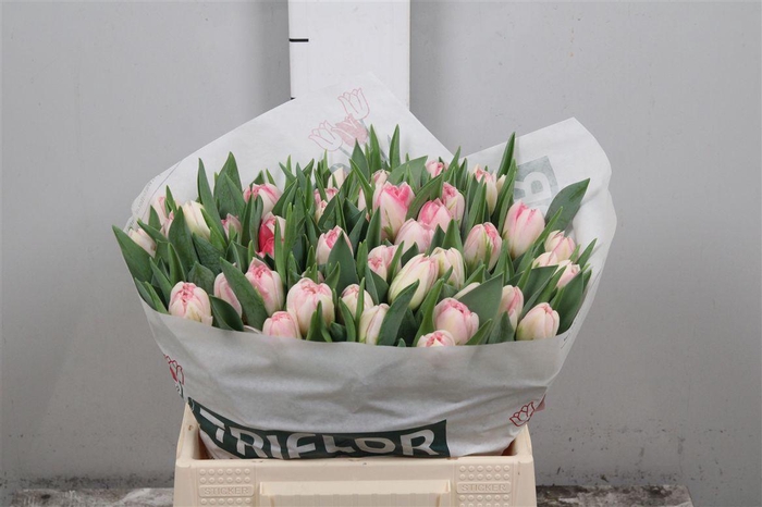 <h4>Tu Du Pink Delight</h4>