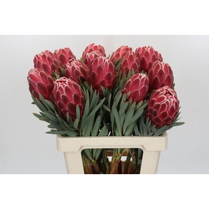 Protea Venus