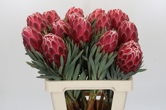 Protea Venus