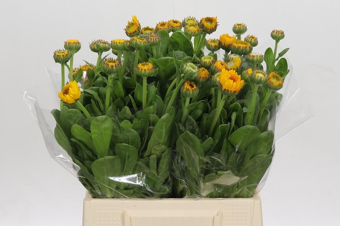 <h4>Calendula Oranje</h4>