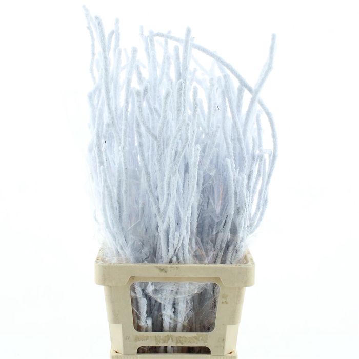 <h4>Berk Sneeuw 90cm (sleeved P Bunch)</h4>