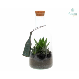 Green Bottle Fles Small met Haworthia