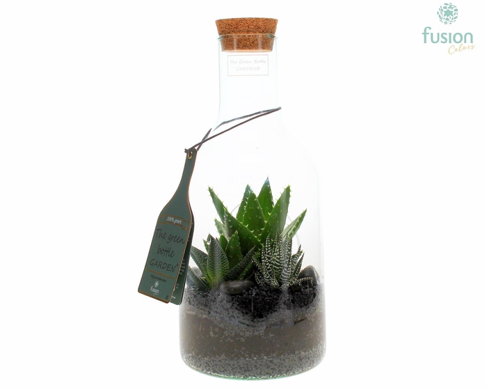 <h4>Green Bottle Fles Small met Haworthia</h4>
