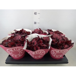 Begonia BD 'Kohala Red'