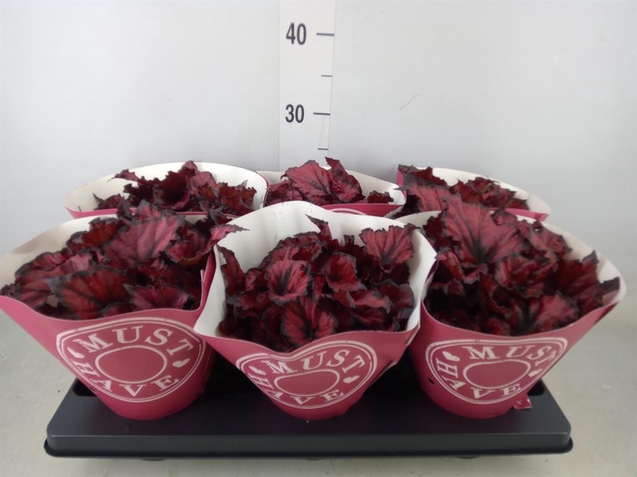 <h4>Begonia BD 'Kohala Red'</h4>