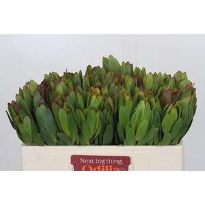 Leucadendron Goldstrike