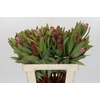 Protea Robijn